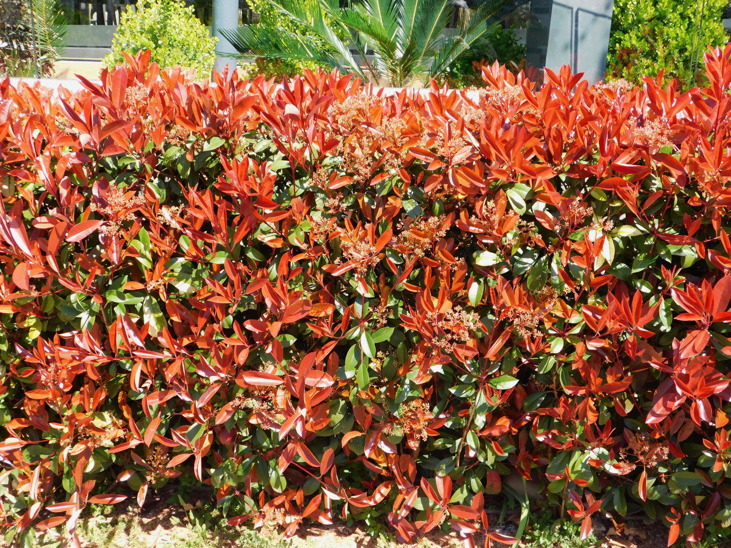 Une haie de photinia