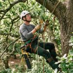 Arboriste grimpeur en baudrier dans un arbre feuillu, élagueuse à batterie accrochée au holster, équipement complet de sécurité.