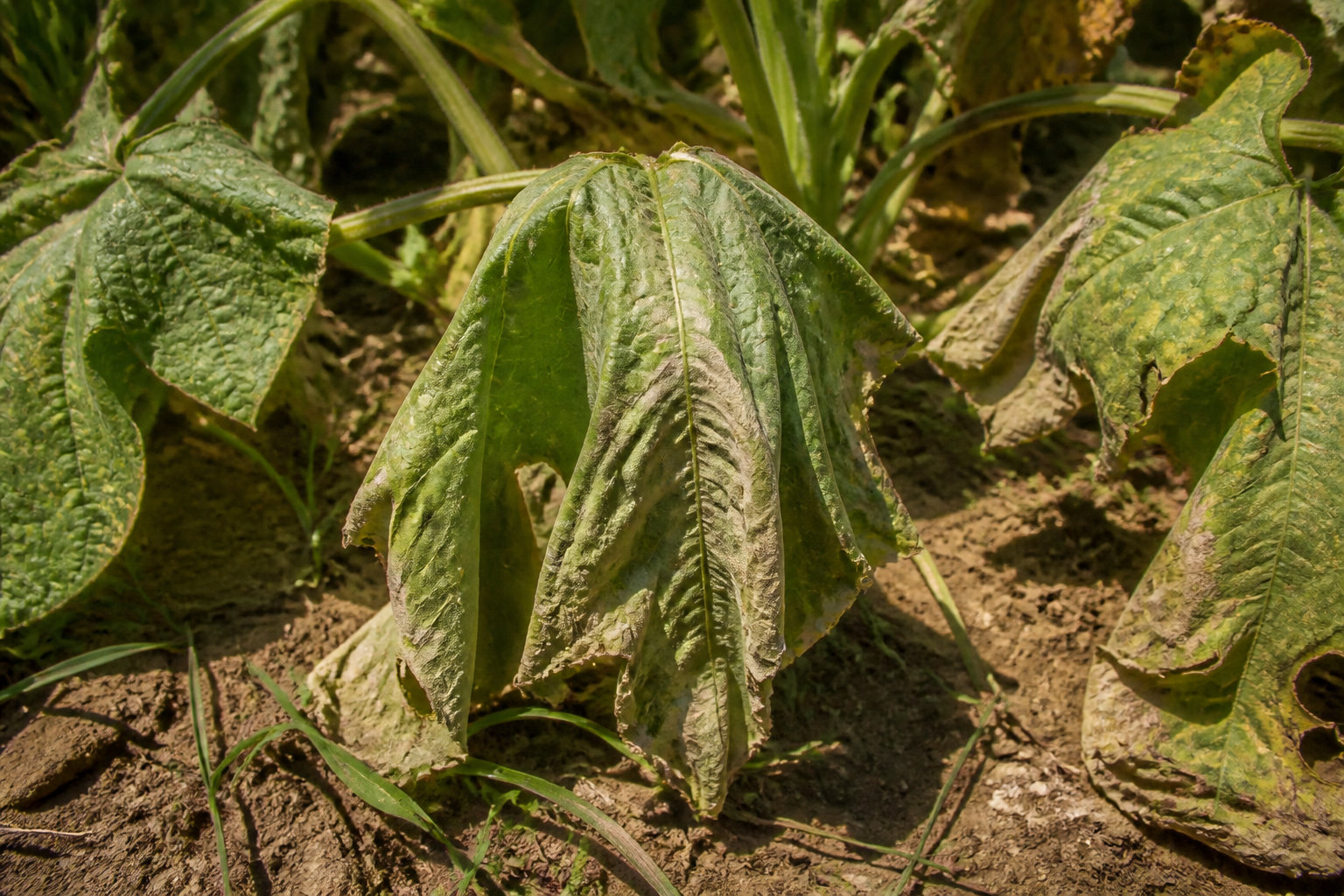 Anticiper la résilience des légumes et soigner les brûlures