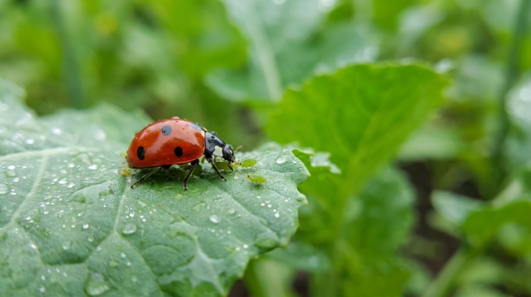 Coccinelle dévorant des pucerons sur une feuille, lutte naturelle contre les nuisibles au potager
