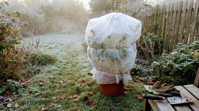 Arbuste en pot protégé par un voile d'hivernage blanc par un matin de gelée