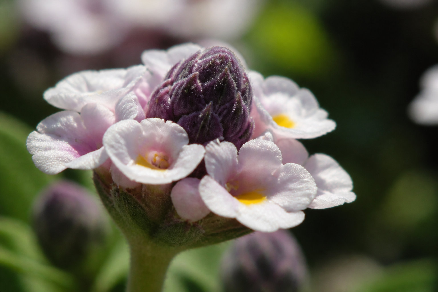 Verveine nodiflore : la robustesse fleurie