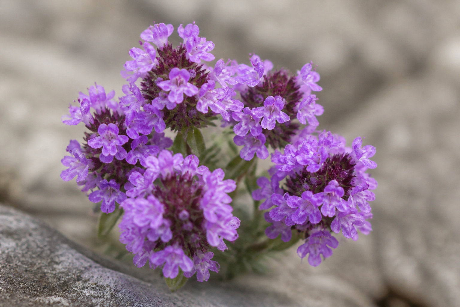 Thym serpolet : l'option aromatique et sobre
